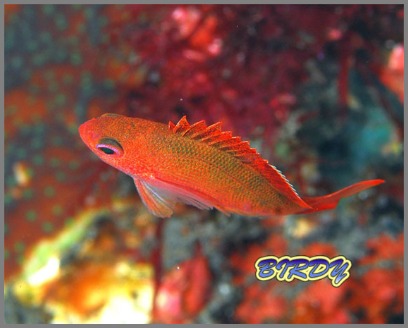 ミツボシクロスズメダイ_e0273365_1731035.jpg