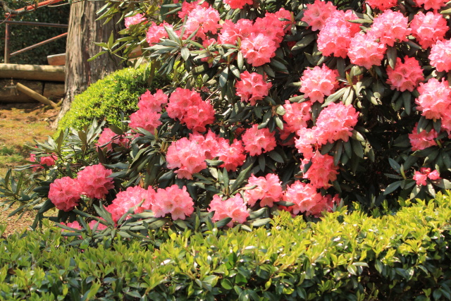 石山寺は「花の寺」　新緑も美しく_b0055171_11172096.jpg