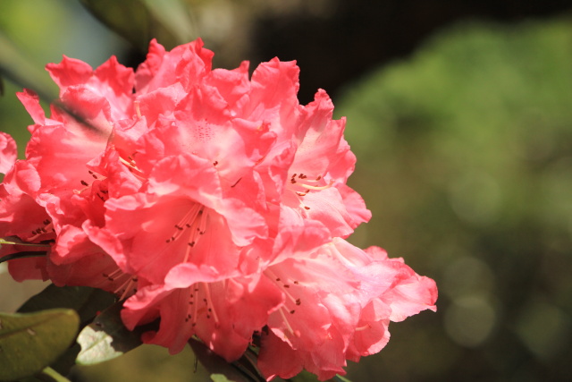 石山寺は「花の寺」　新緑も美しく_b0055171_11173736.jpg