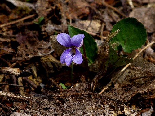 北邦野草園で咲く春の野の花(二)_d0084473_2163596.jpg