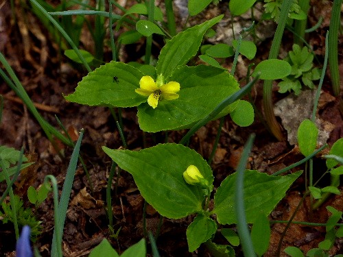 北邦野草園で咲く春の野の花(二)_d0084473_2164378.jpg