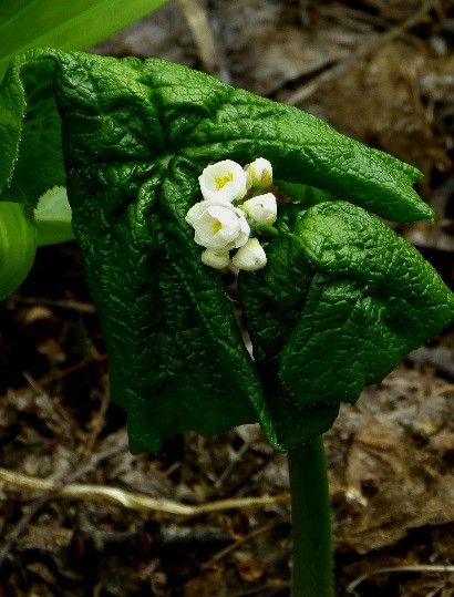 北邦野草園で咲く春の野の花(二)_d0084473_2165016.jpg