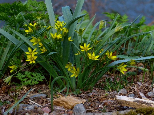 北邦野草園で咲く春の野の花(二)_d0084473_2171390.jpg