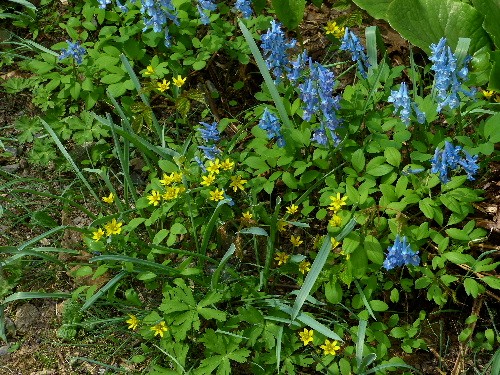 北邦野草園で咲く春の野の花(二)_d0084473_2172137.jpg