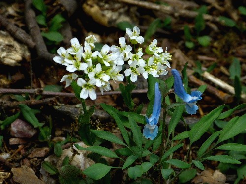 北邦野草園で咲く春の野の花(二)_d0084473_2174100.jpg