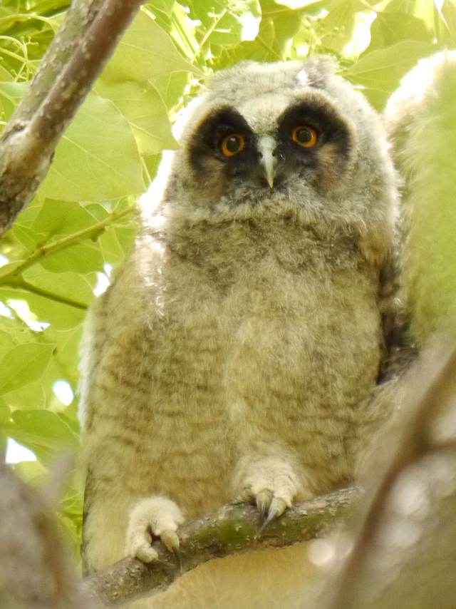 樹上の茂みで休む　トラフズクの幼鳥_d0088184_18384873.jpg