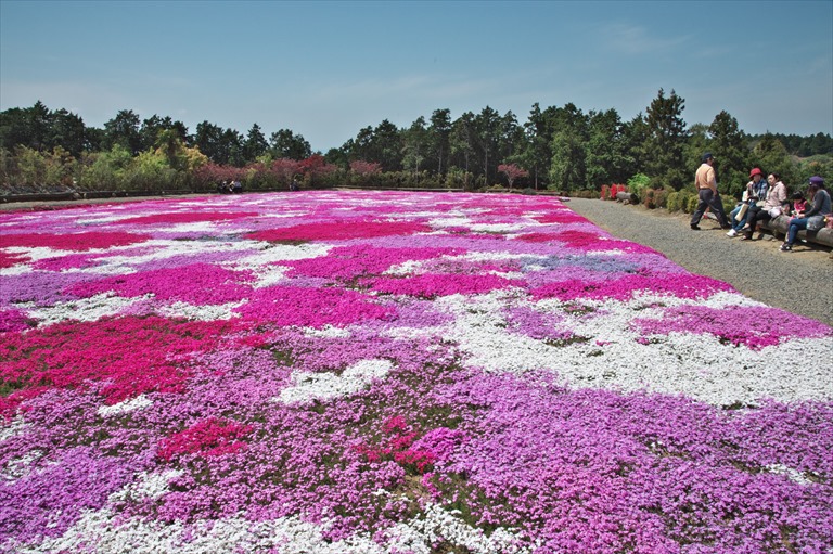 松本つつじ園の芝桜_f0239284_12253016.jpg