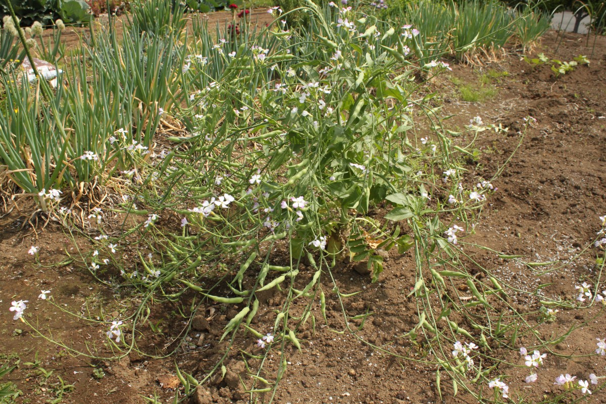 冬を越した野菜たち_d0119595_1164953.jpg