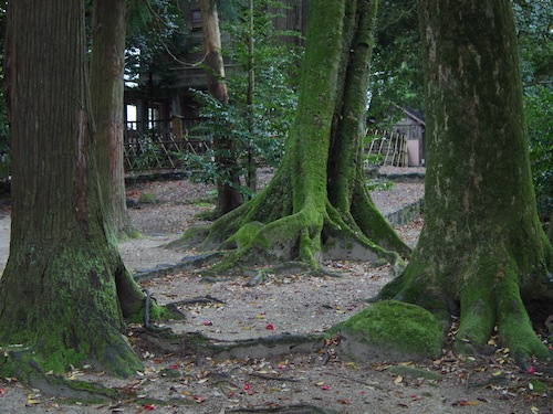 出雲の旅　④須佐神社_f0137702_22165654.jpg