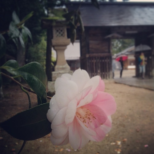 出雲の旅　④須佐神社_f0137702_22323851.jpg