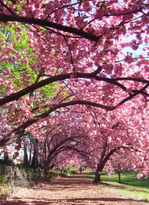  ただいま満開、セントラルパークの桜のトンネル_b0007805_2028461.jpg