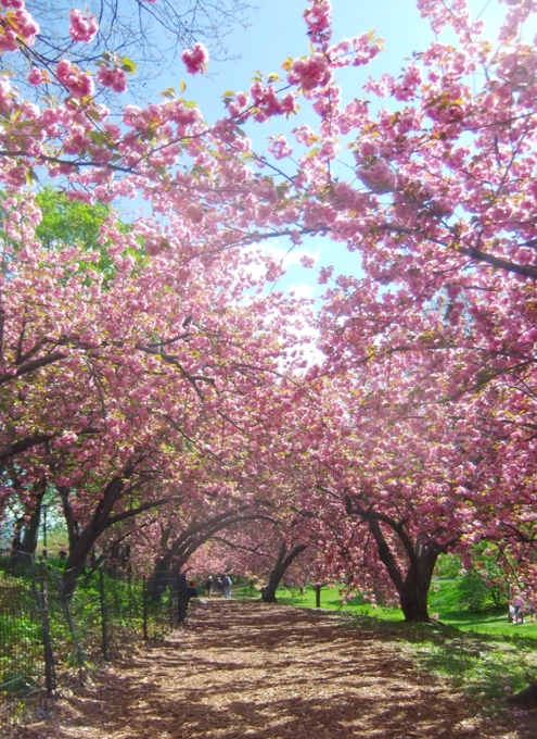 ニューヨークの桜シーズン_b0007805_203103.jpg