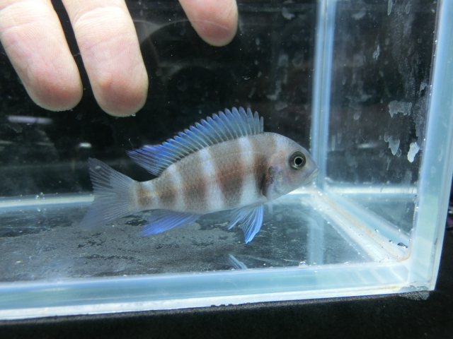 本日の入荷魚_b0141806_2329486.jpg