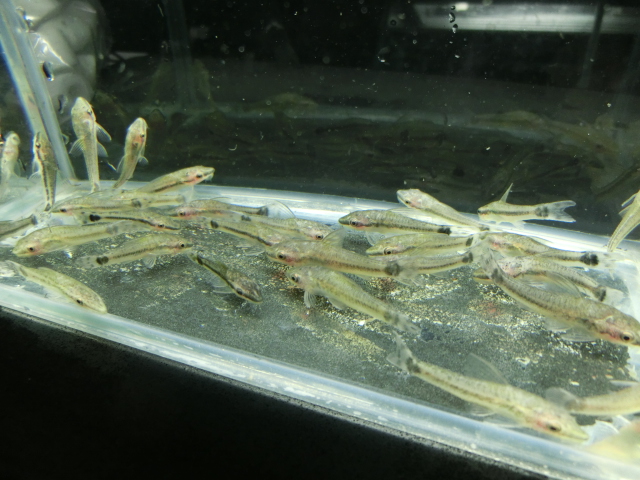 本日の入荷魚_b0141806_23365110.jpg