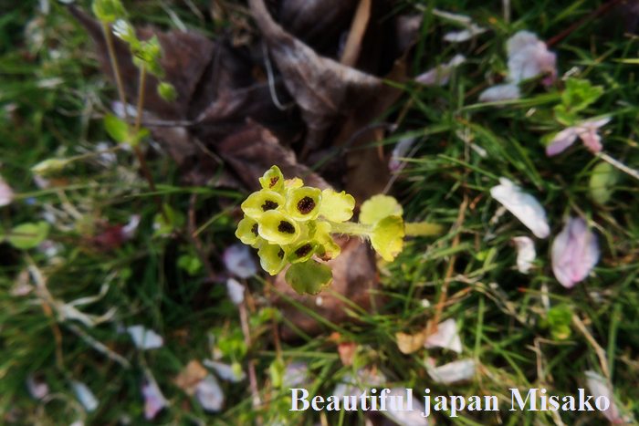 野に咲く・・・花のように～．｡･：*：･ﾟ‘☆､｡_c0067206_1657341.jpg