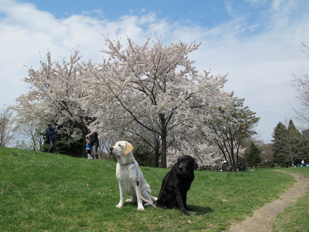 中島公園　桜散策_b0075609_21243229.jpg