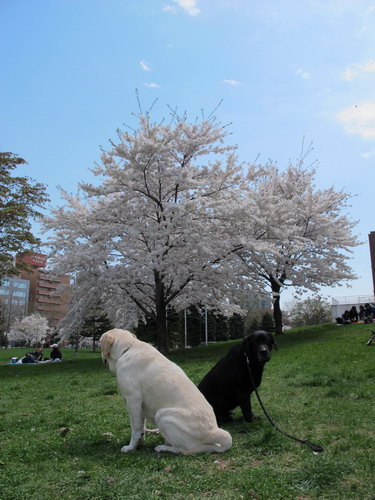 中島公園　桜散策_b0075609_21244676.jpg