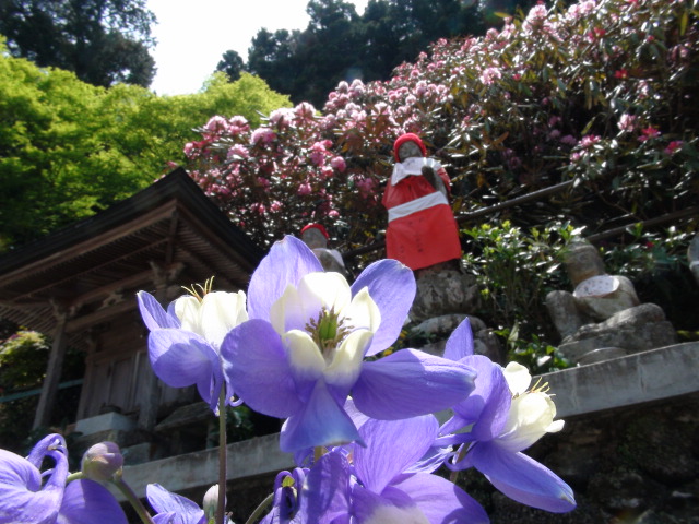 横峰寺と石楠花と初夏に咲く花・・・2014・5・9_f0231709_2130448.jpg