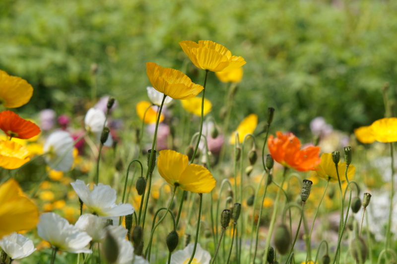 薔薇　靭公園　中之島公園_b0192820_22201552.jpg