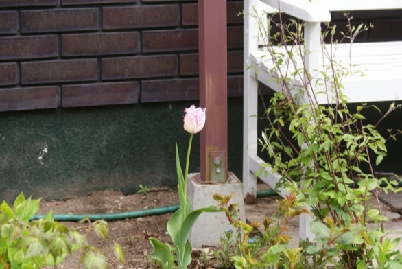 f0170524_20121311.jpg