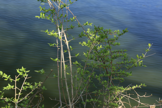 f0017530_20241316.jpg