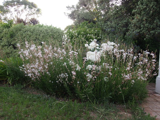 主のいない秘密の花園の薔薇たち・・・_f0152733_17503441.jpg