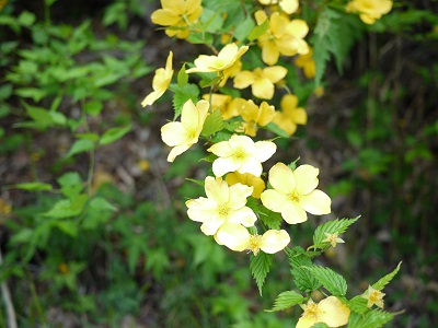 b0173734_15475319.jpg