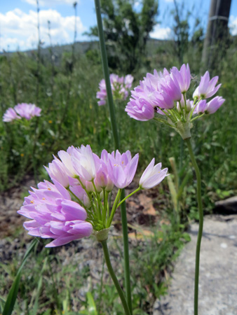 青空とバラと花粉の再来_f0234936_695713.jpg