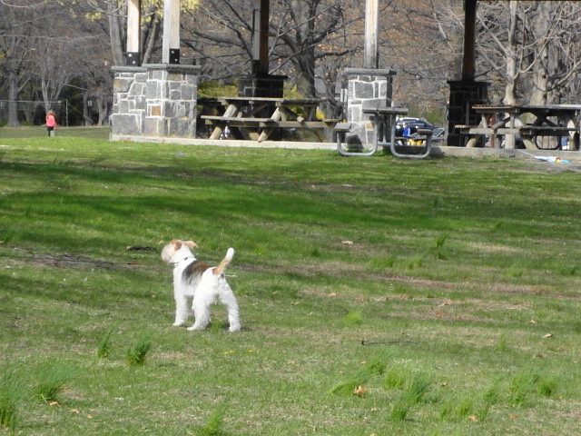 桜の公園は行けなかったけれど～！_a0224537_1514485.jpg