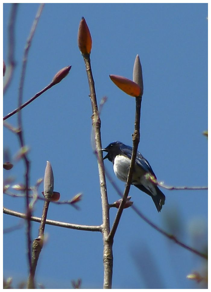 野　鳥_b0312938_05251561.jpg