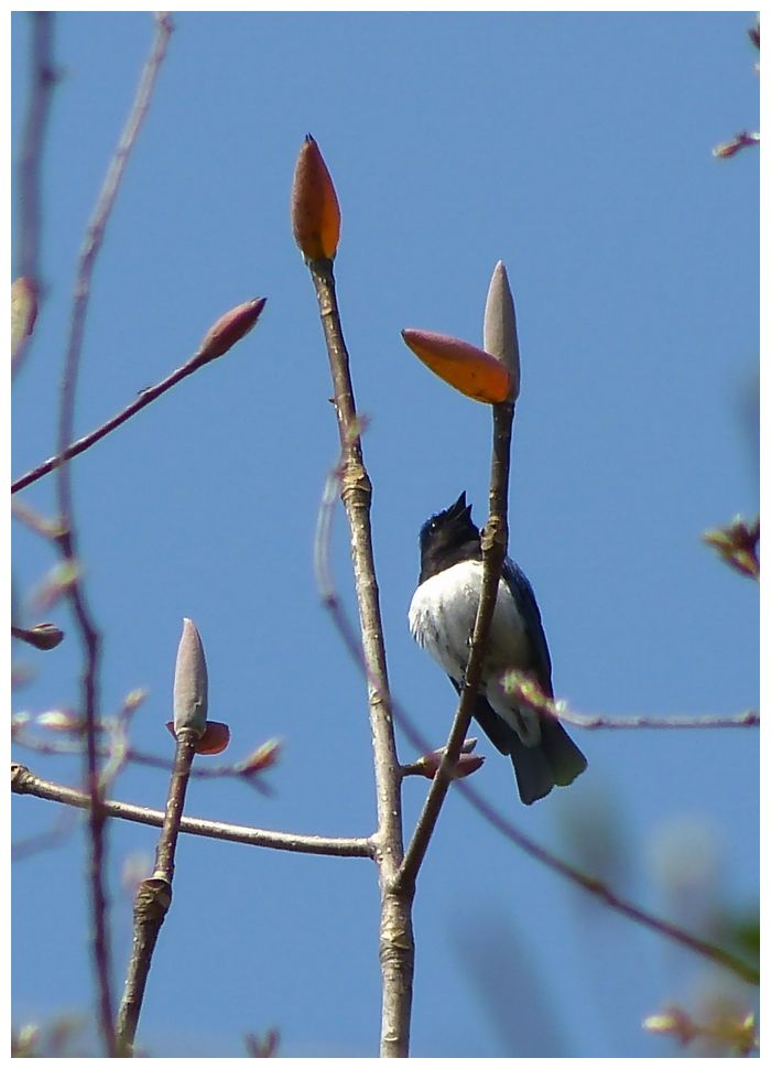 野　鳥_b0312938_05251817.jpg