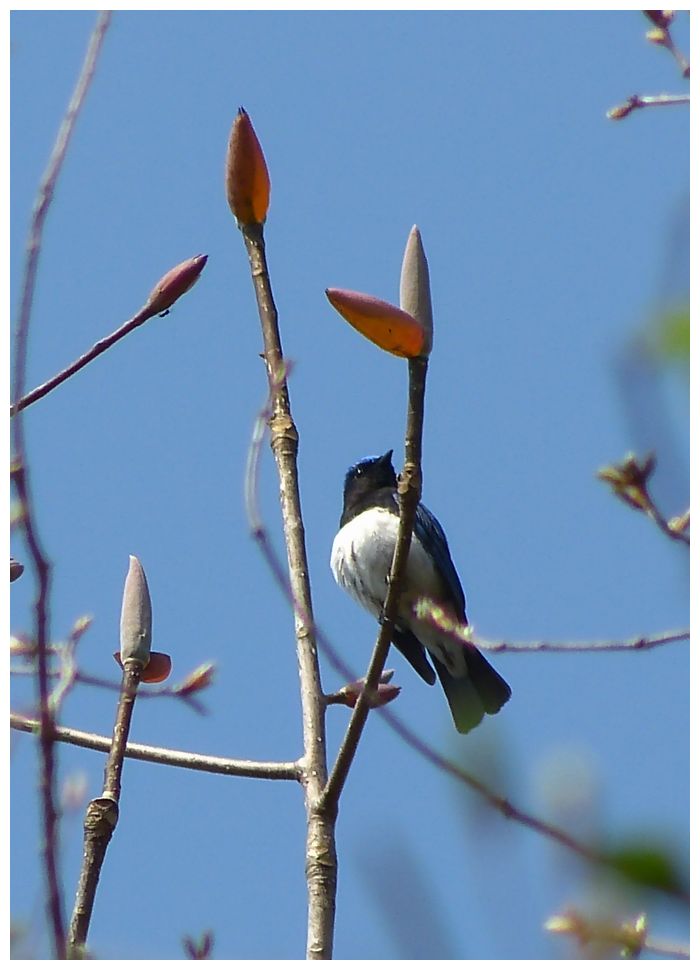 野　鳥_b0312938_05252033.jpg