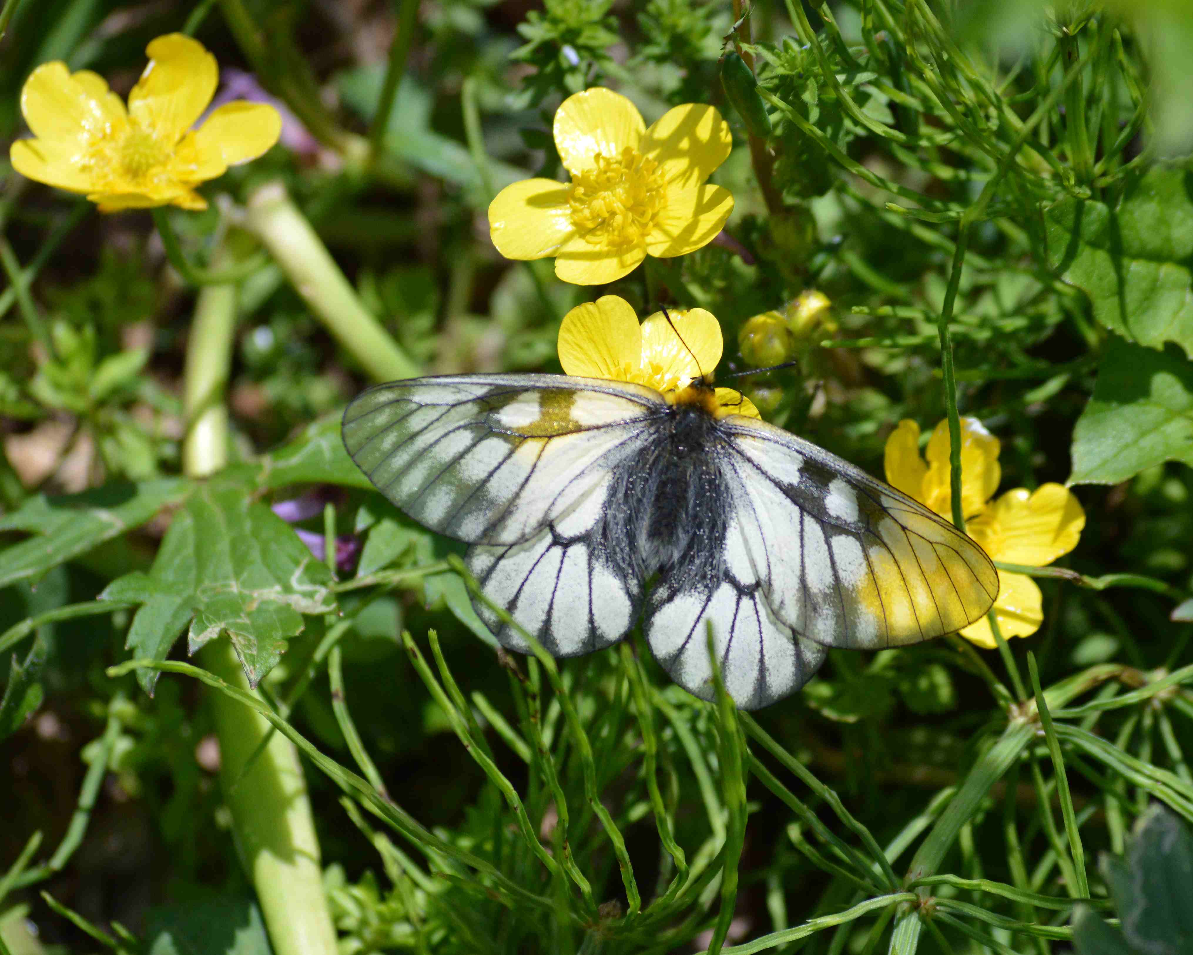 ウスバシロチョウ 5月10日岐阜県にて_d0254540_17181325.jpg