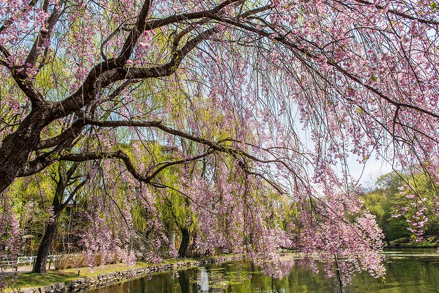 月寒公園 しだれ桜 北の自然 フリ タイム 月寒公園 しだれ桜 北の自然 フリ タイム