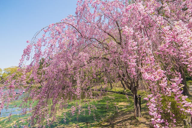 月寒公園 しだれ桜 北の自然 フリ タイム 月寒公園 しだれ桜 北の自然 フリ タイム