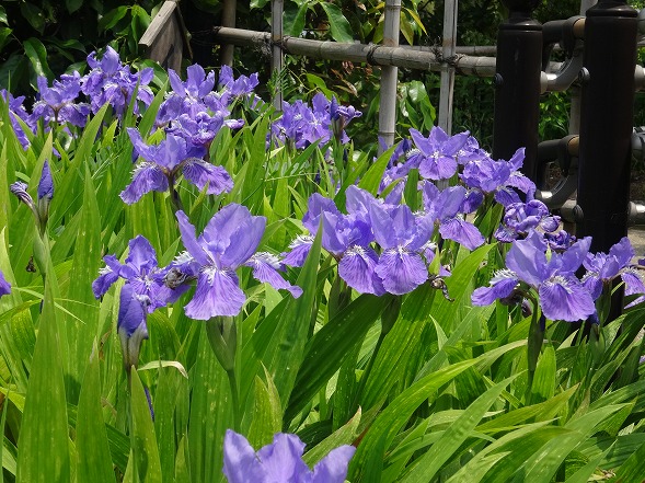 大泉緑地のかきつばたと花 彩の気まぐれ写真 大泉緑地のかきつばたと花 彩の気まぐれ写真