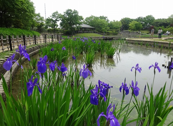 大泉緑地のかきつばたと花 彩の気まぐれ写真 大泉緑地のかきつばたと花 彩の気まぐれ写真