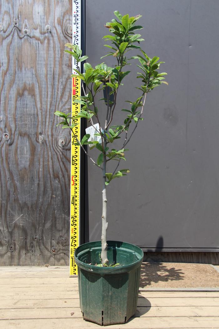 シデコブシ ヒメコブシ 桃花 桃花姫コブシ 販売 画像 写真 価格 値段 庭木 安行 植木 お問い合わせ商品 田中園 Shop Tanakaen Jp Web Magazine