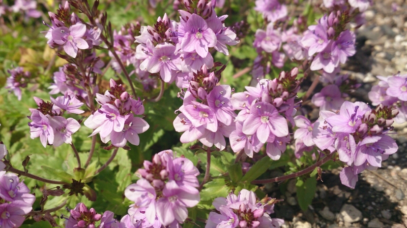 f0341250_149265.jpg
