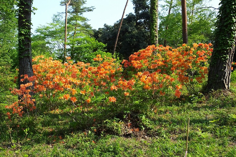 ヤマツツジが花盛り_b0236251_1554154.jpg