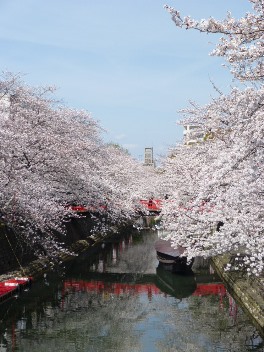 2014年の大垣の桜－２_f0197754_20211832.jpg