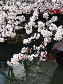 2014年の大垣の桜－２_f0197754_20242138.jpg