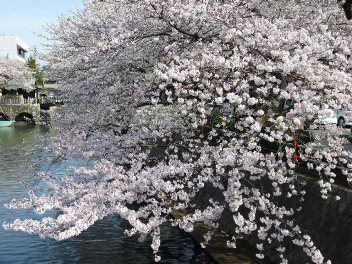 2014年の大垣の桜－２_f0197754_2024289.jpg