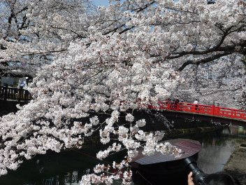 2014年の大垣の桜－２_f0197754_20244434.jpg