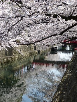 2014年の大垣の桜－２_f0197754_20245891.jpg