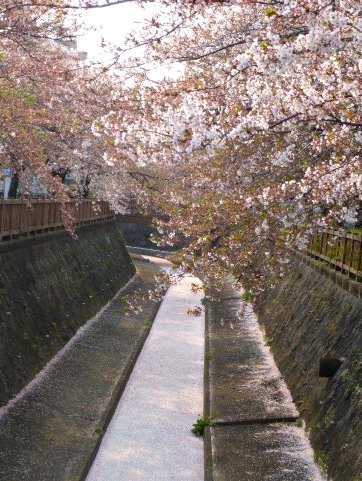 2014年の大垣の桜－２_f0197754_20251250.jpg