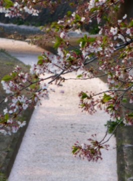 2014年の大垣の桜－２_f0197754_20254898.jpg