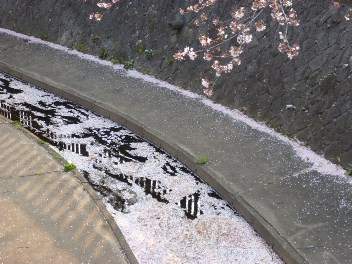 2014年の大垣の桜－２_f0197754_20261022.jpg