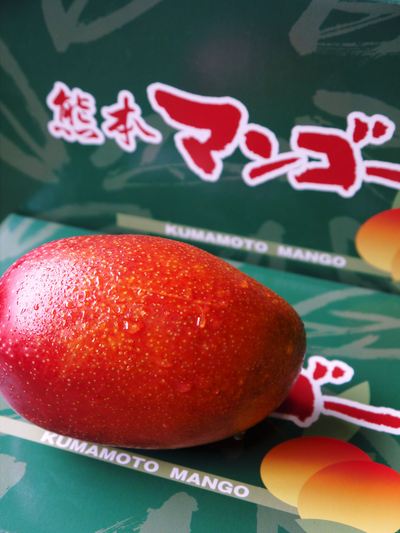 完熟アップルマンゴー 開花から摘果作業まで!匠は究極の選択を 完熟アップルマンゴー 開花から摘果作業まで!匠は究極の選択を