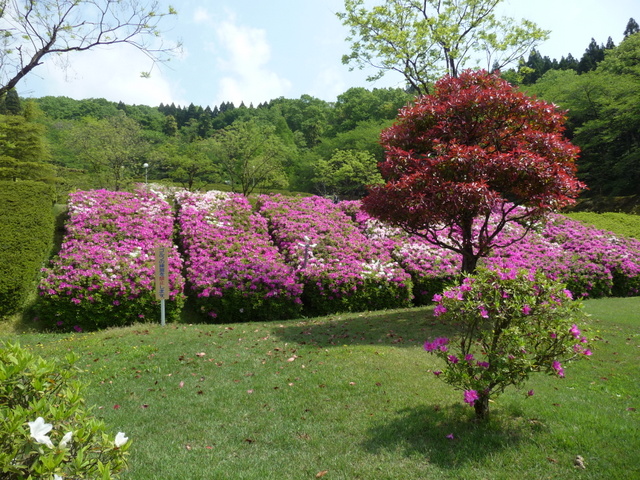 高岡・つつじ公園_f0208760_1631170.jpg